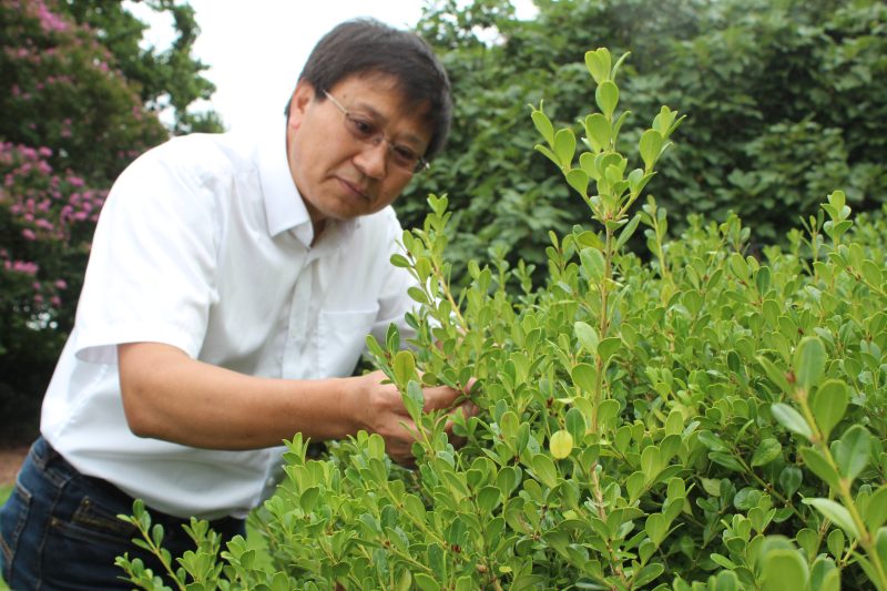 Dr. Chuan Hong examining a boxwood plant.