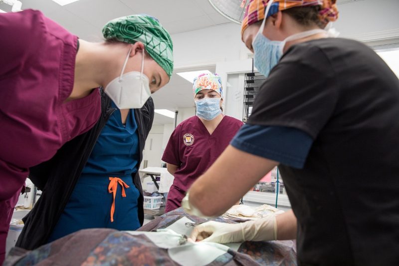 Fourth Year students on their shelter medicine rotation at the Mountain View Humane Spay/Neuter Clinic with Meghan Byrnes, Clinical Assistant Professor, Shelter Medicine and Surgery, Department of Small Animal Clinical Sciences 
