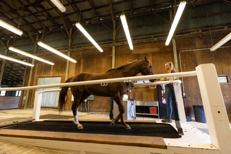 The specialty-equipped treadmill at the MARE Center is used as a tool to help researchers better understand muscle recovery in horses.