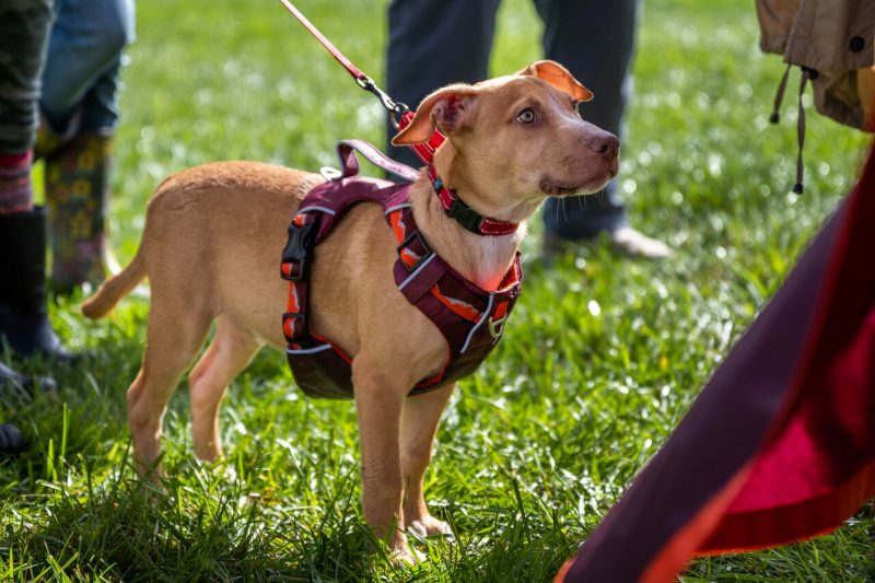 dog outdoors with harness on 
