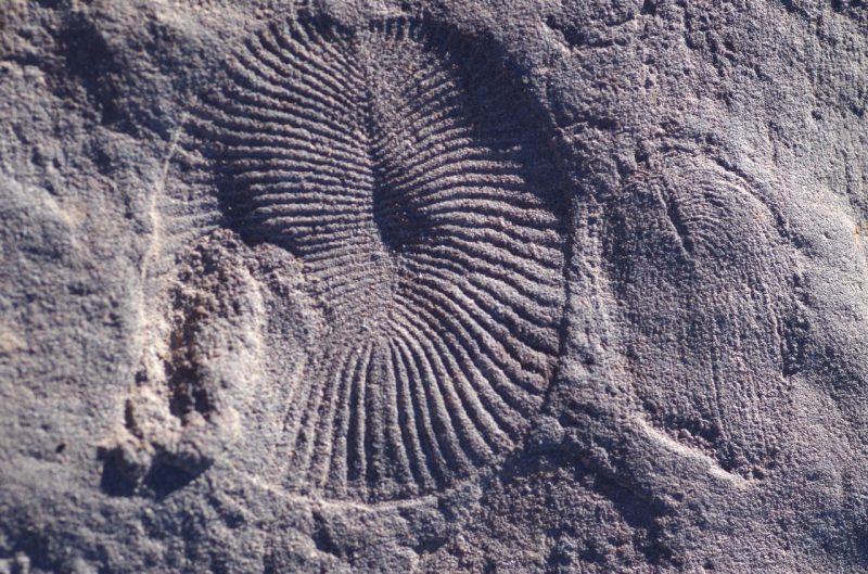 Two fossilized imprints from more than 550 million years ago are next to each other, both roundish in shape and coiled.