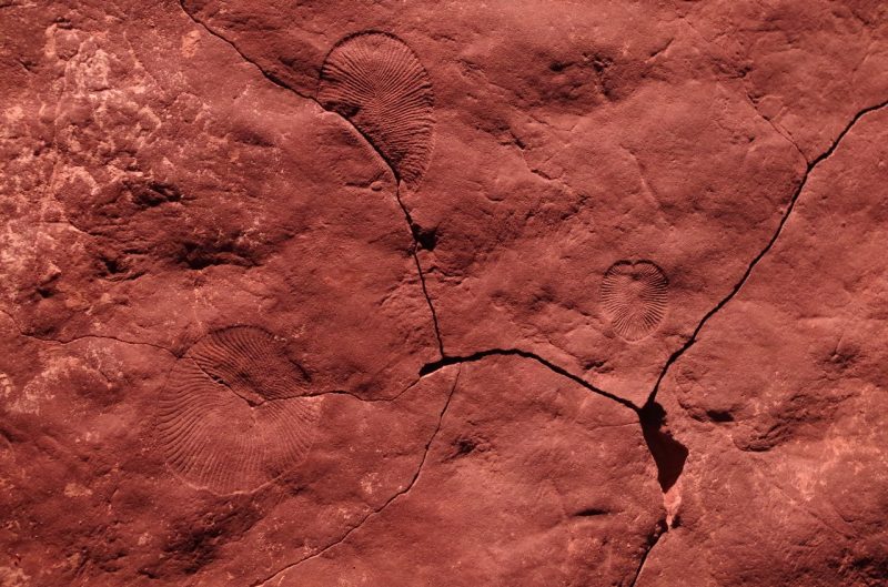 The fossilized imprints of three small, roundish animals can be seen in a nearly dark orange rock formation that is marked by three cracks.