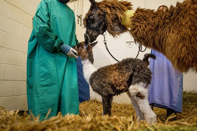 A female llama, named Jewel of the Nile, and her daughter cria, Cairo at the Virginia-Maryland College of Veterinary Medicine after the successful emergency C-section.
