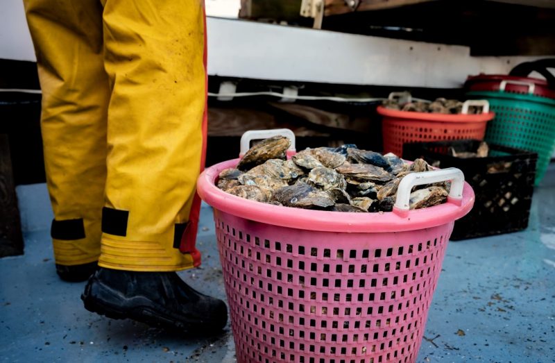 Oysterman stands behind a full bushel of oysters on a boat.