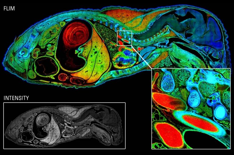 Mouse embryo mosaic