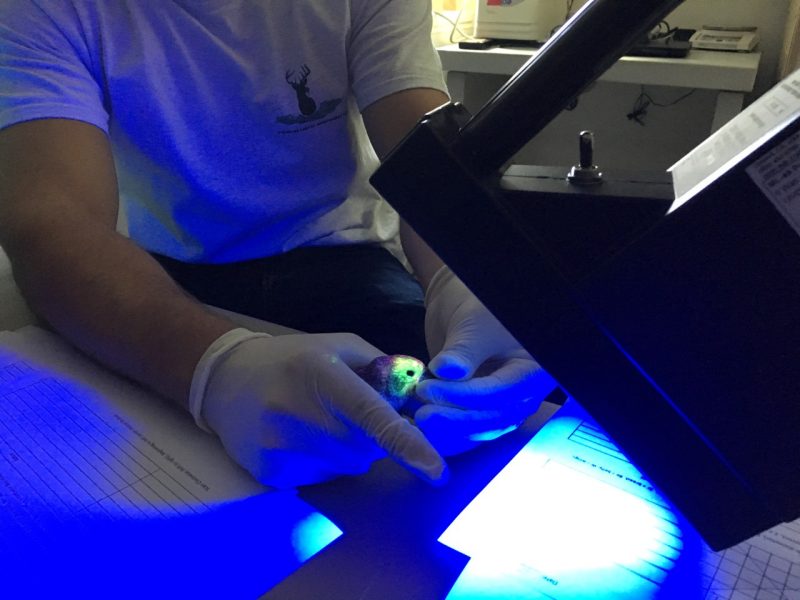 A man, wearing surgical gloves, gently holds a songbird under a bright blue UV light inside a lab.