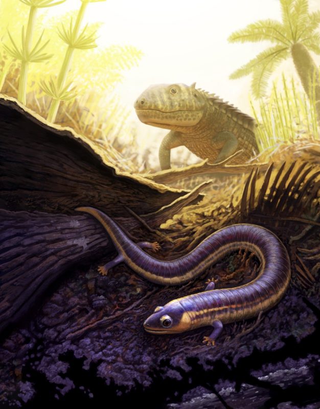 This illustration shows a small, worm-like creature with two small arms burrowing underground. Above him is a reptile-like animal.