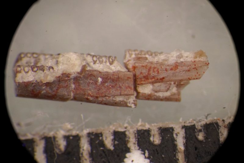 A small jawbone fossil of an ancient caecilian rests under a microscope viewer.