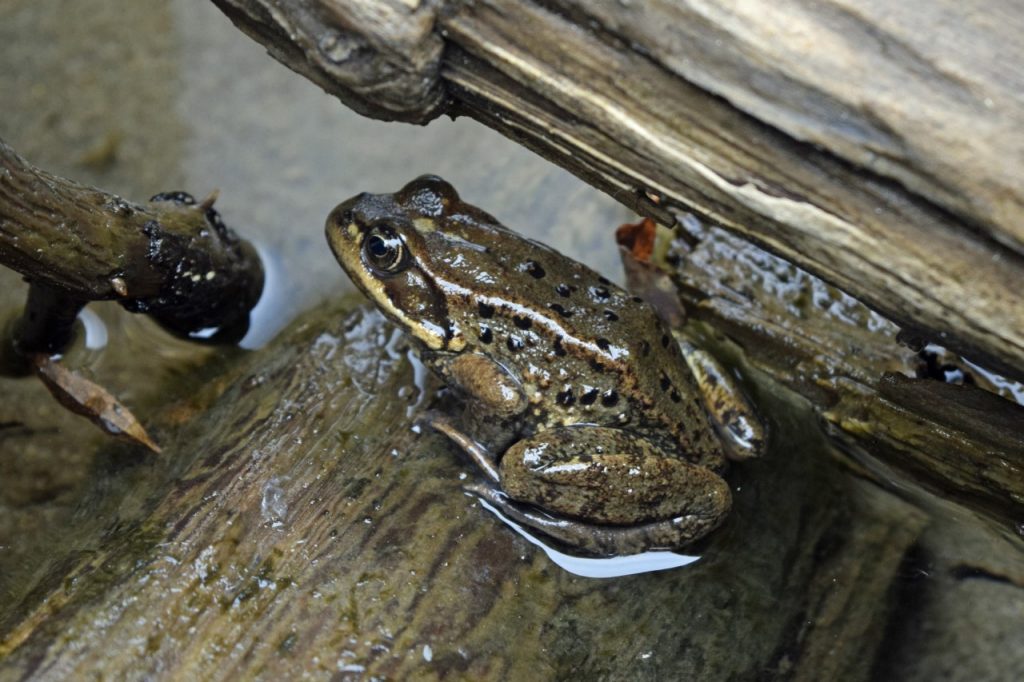 frogs left at parents house｜TikTok Search