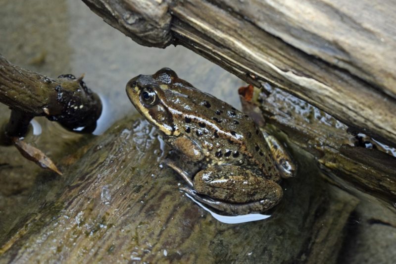  Cascade frog (Rana cascadae).