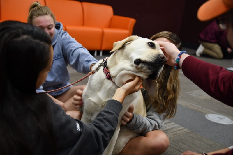 Students pet a Virginia Tech Therapy Dog in Newman Library.