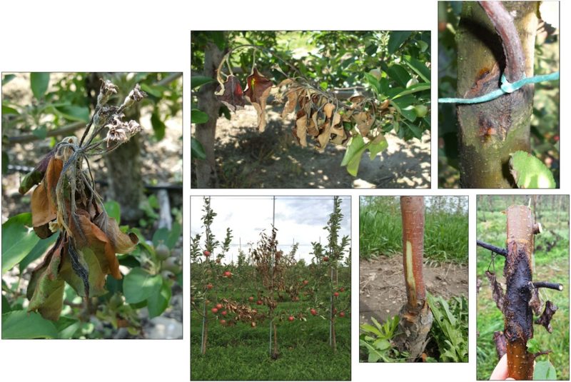 In the past 15 years, more frequent warm and wet weather during the spring has sparked epidemics of fire blight, causing losses of up to $22 million per year in apple and pear crops. Particularly impacted regions include the mid-Atlantic, northeast, and Pacific northwest. Photo courtesy of Srdjan Acimovic.