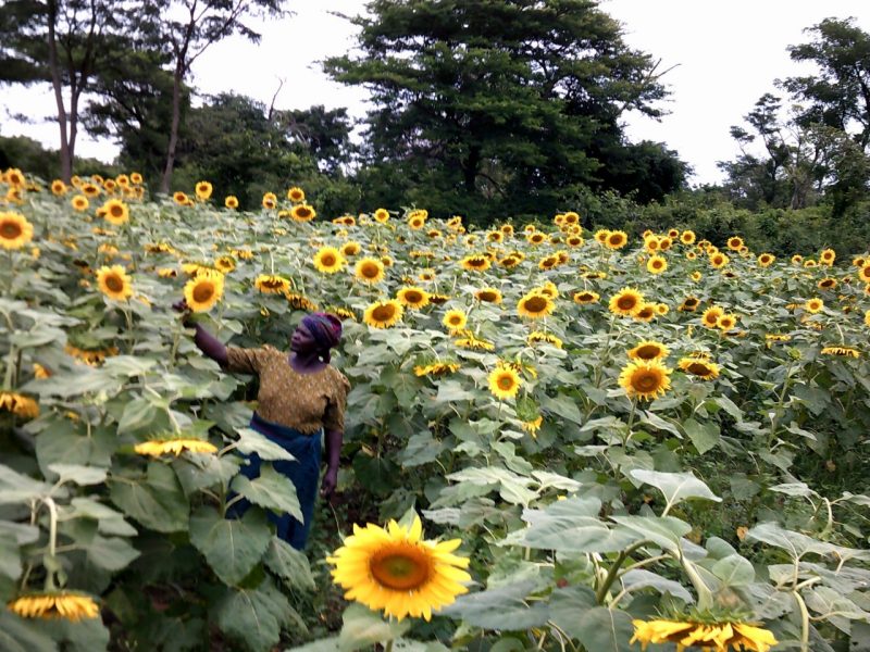 Person standing among sunflowers.