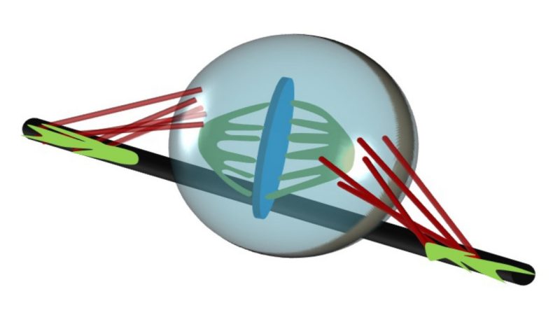 Schematic of a rounded cell body attached to a single fiber and held by actin retraction fiber cables (red) connecting adhesion clusters (green) with the cell cortex (blue). 