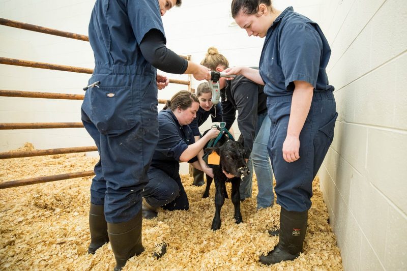 DVM students working with a beef calf.