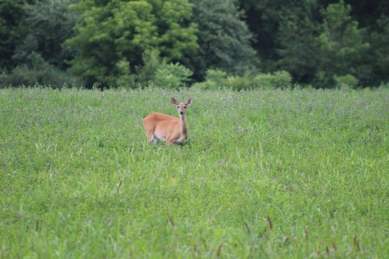 A deer in a field. Photo courtesy Krista Timney.