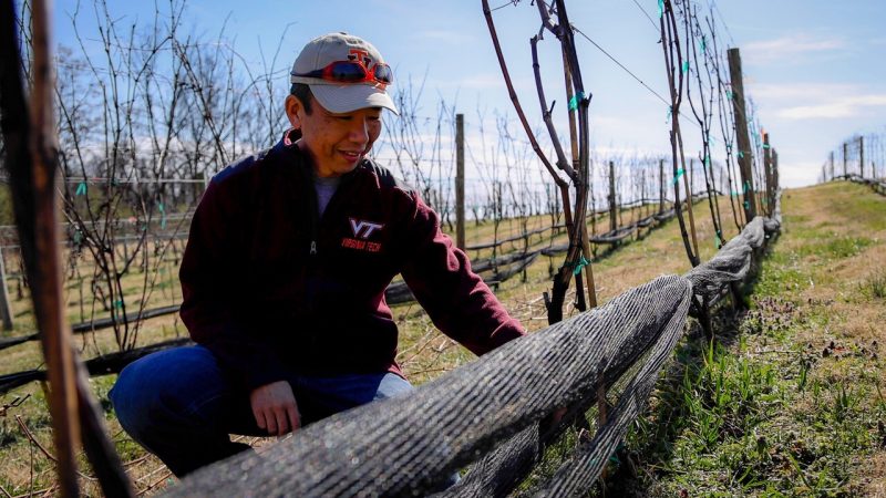 Mizuho Nita, assistant professor of Plant Pathology (grapes and viticulture), works in the vineyard at the Alson H. Smith Jr. AREC in Winchester, Virginia. Photo by Luke Hayes for Virginia Tech.