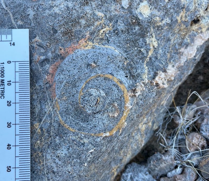 A ruler rests aside a stone with the fossilized outline of a circular sea creature etched inside it.
