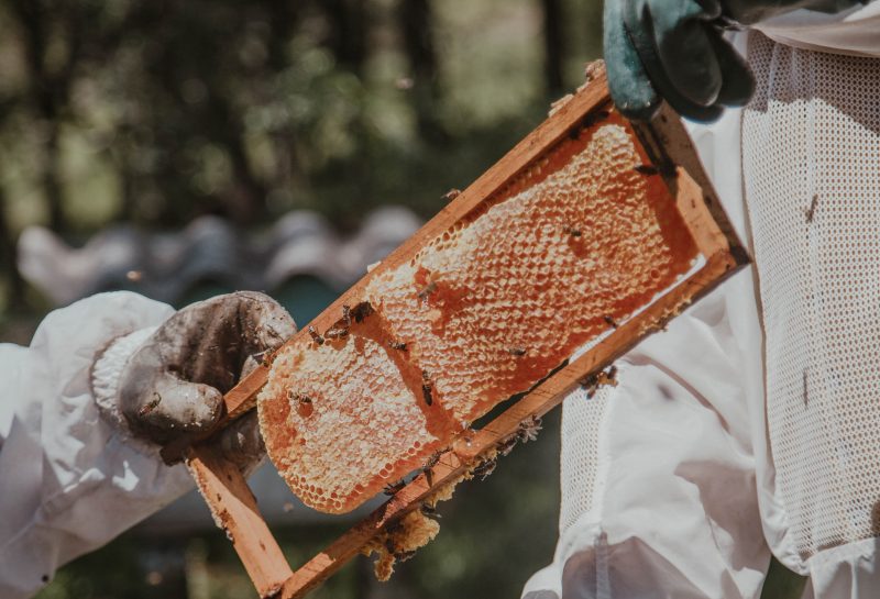 Beekeepers handing a honeycomb. Image courtesy Pexels.