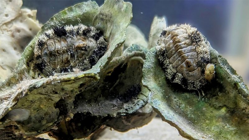 Chitons in their underwater environment.
