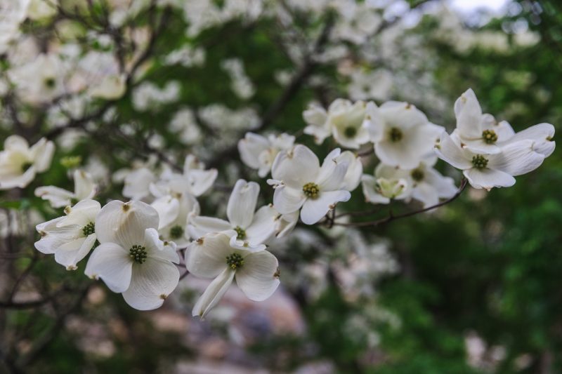 White flowers bloom on a tree