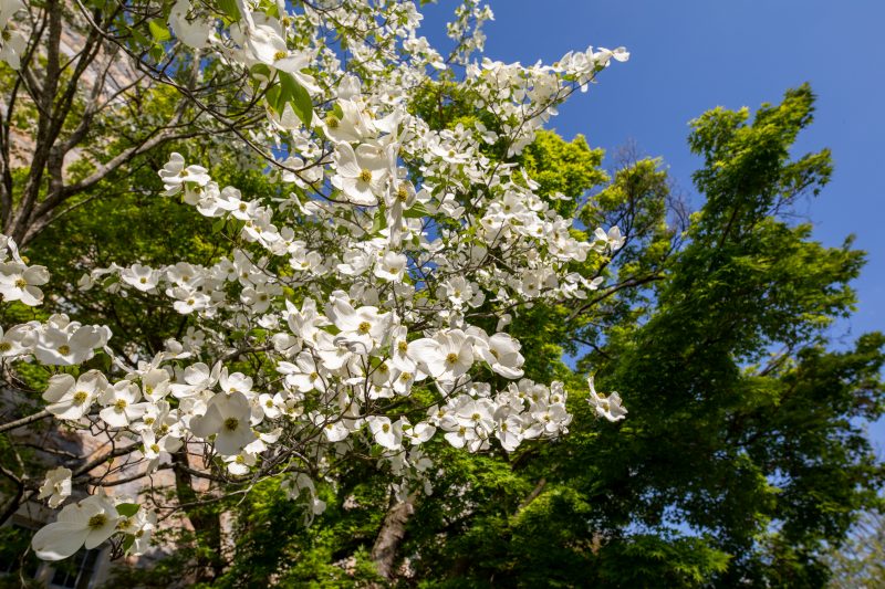 White flowers bloom on a tree on a clear blue day. Behind it is a large evergreen tree. 