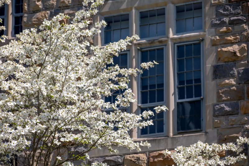 White flowers bloom on a tree in front of a gray hokie stone building with many windows