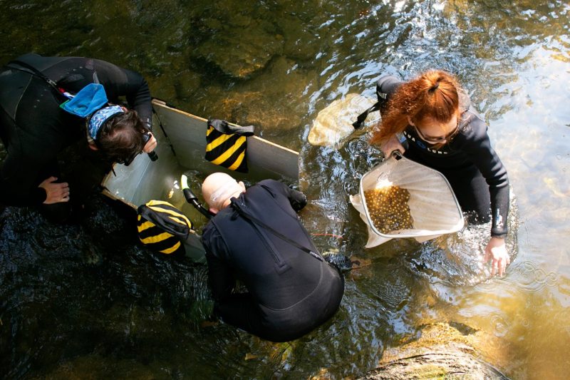 Virginia Tech scientist Bill Hopkins, assisted by graduate student Holly Funkhouser and undergraduate researcher Austin Holloway, remove eggs from an underwater nest to assess their quality.  Photo by Lara Hopkins for Virginia Tech