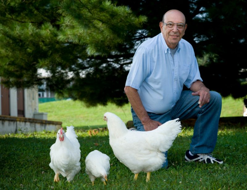Paul Siegel, university distinguished professor emeritus, with his high and low growth chickens in 2010. Photo by John McCormick for Virginia Tech.