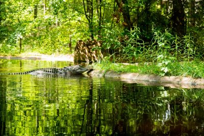 An alligator swimming near the side of a river at the North Carolina Zoo. Photo by Darren Van Dyke for Virginia Tech Dining Services.