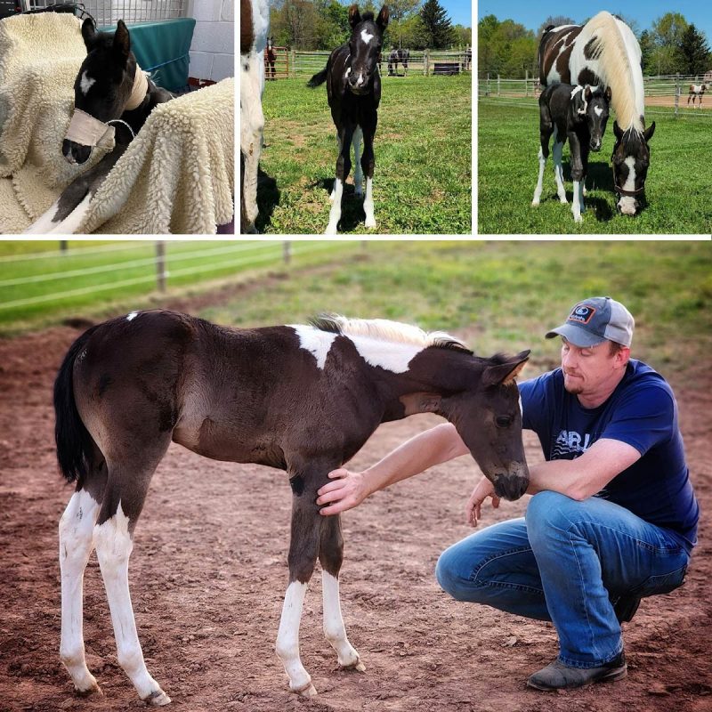 Collage of foal during recovery.