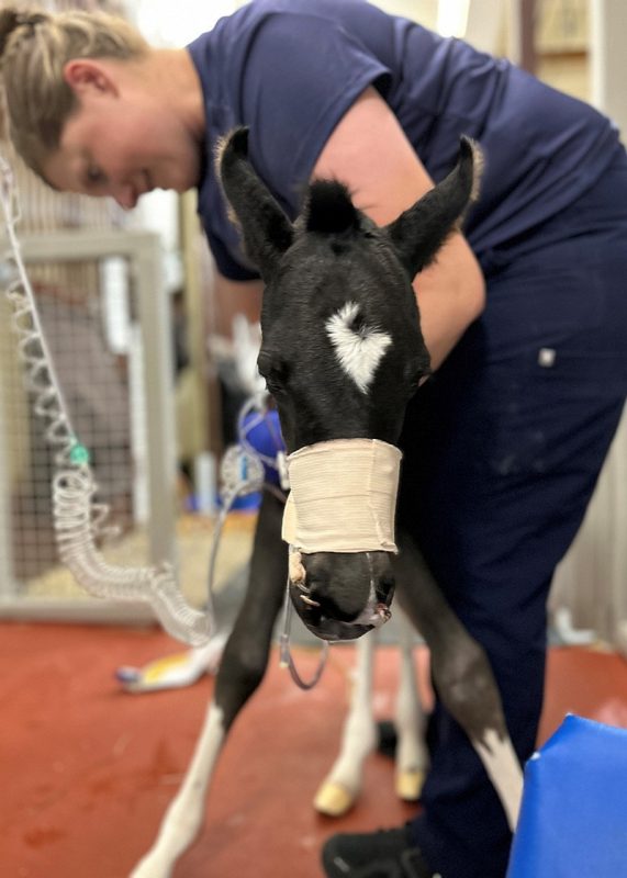 Foal receiving treating at EMC.