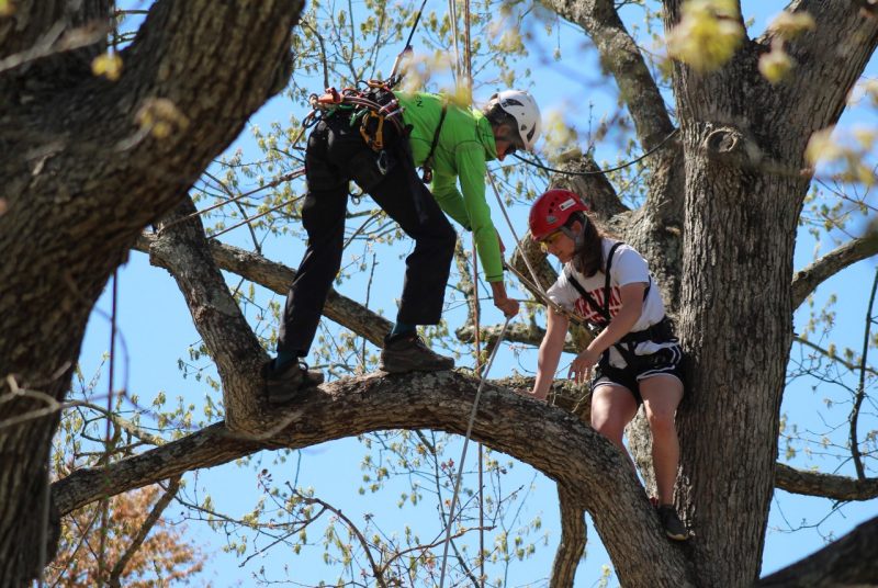Two people in safety gear stand in the high branch of a tree, one holding a rope.