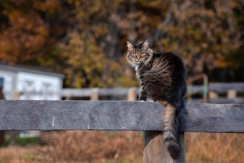 Grey and black cat sitting on a wooden fence.