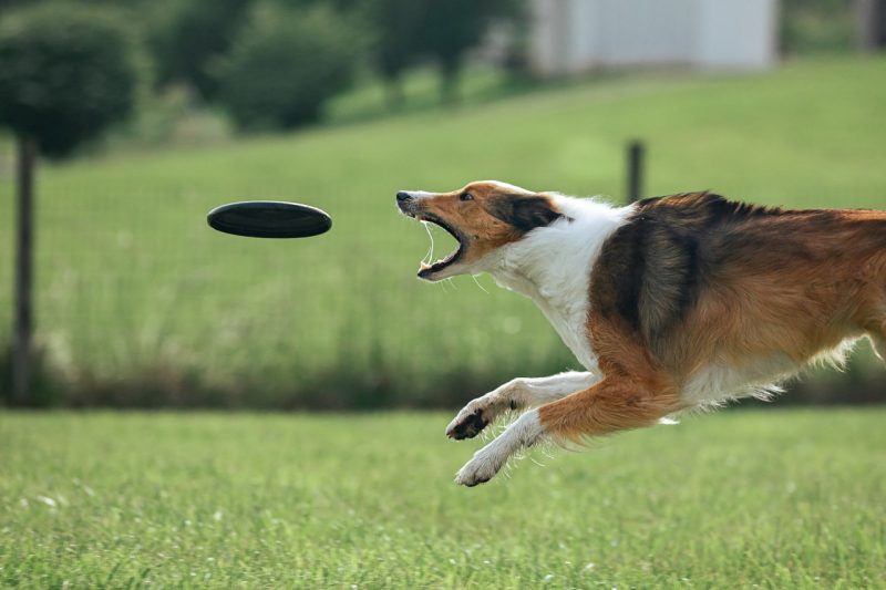 Dog jumping to capture a disc.