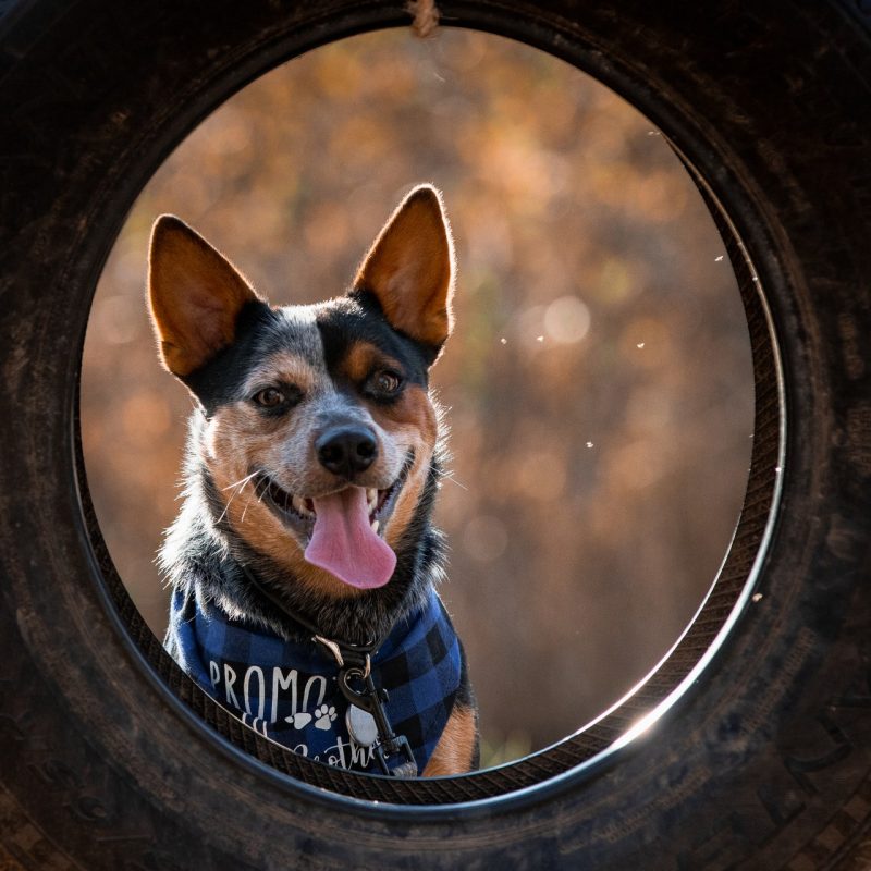 Dog looking through a tire swing.
