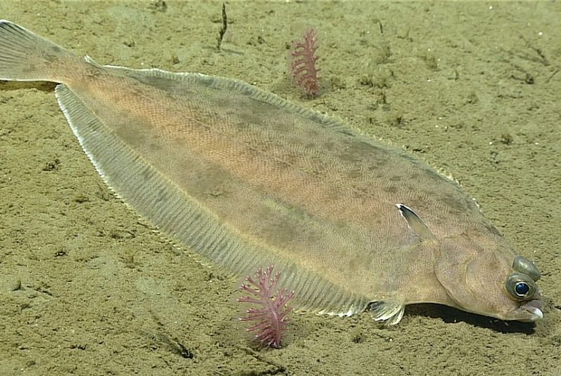A flat-bodied flounder rests on a sand seabed. 