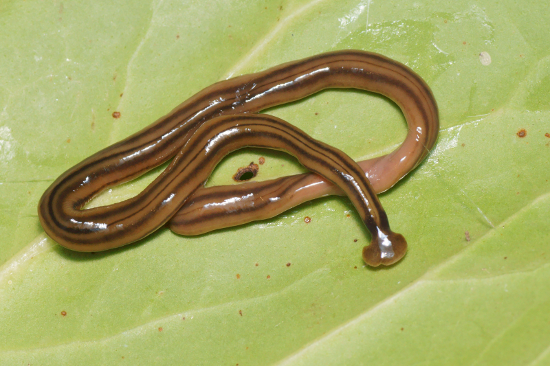 flat worm with hammerhead on green leaf.