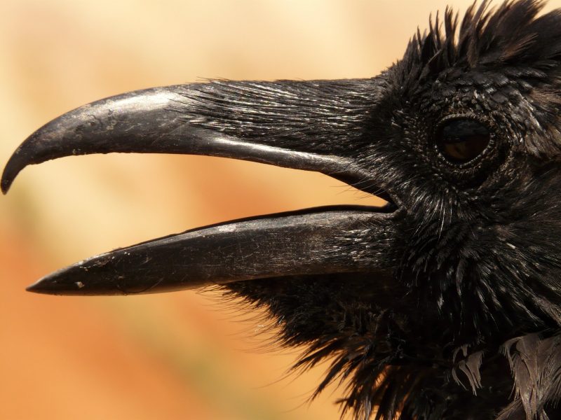 "The Raven" is Edgar Allan Poe's most famous poem. Black bird picture courtesy Pexels.