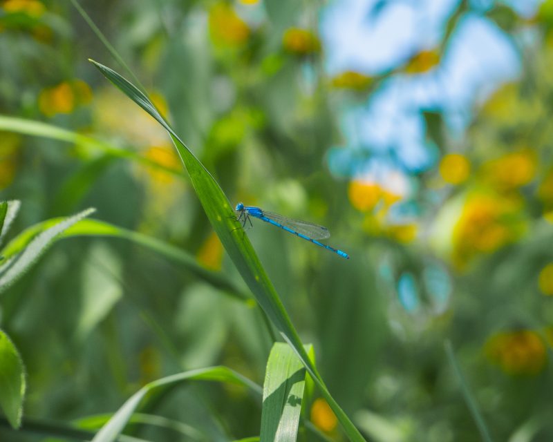 A blue dragonfly rests on a blade of grass. Yellow flowers are in the distance.