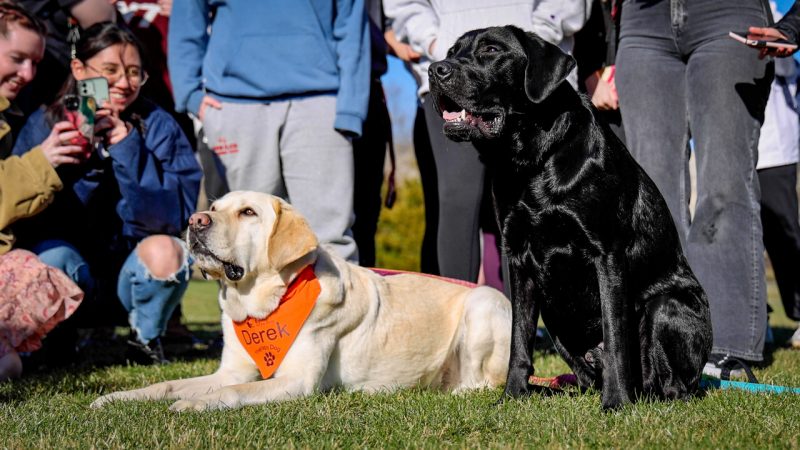 Two dogs, one with all black fur and one with light tan and brown fur and wearing an orange bandana around his neck that says "Derek," sit on the grass in front of a crowd of sitting and standing students.