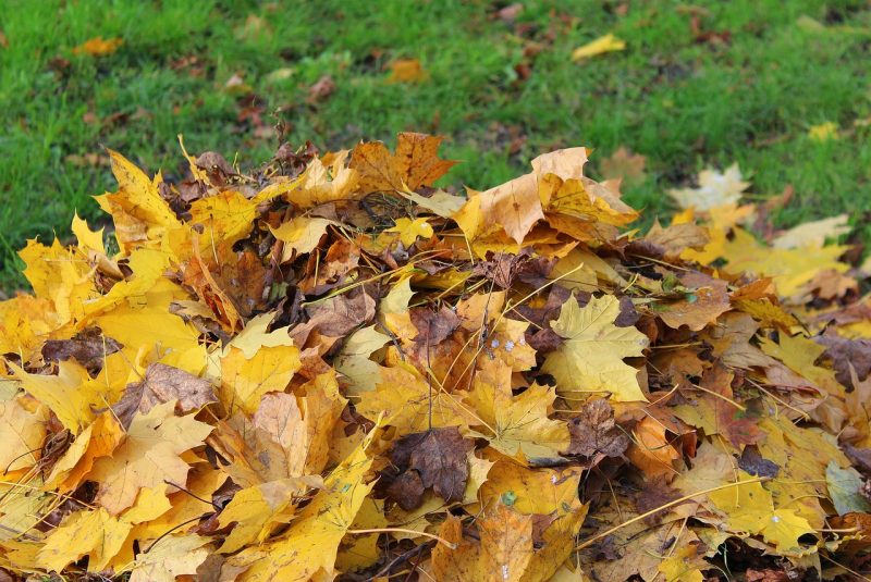 yellow leaves piled on lawn