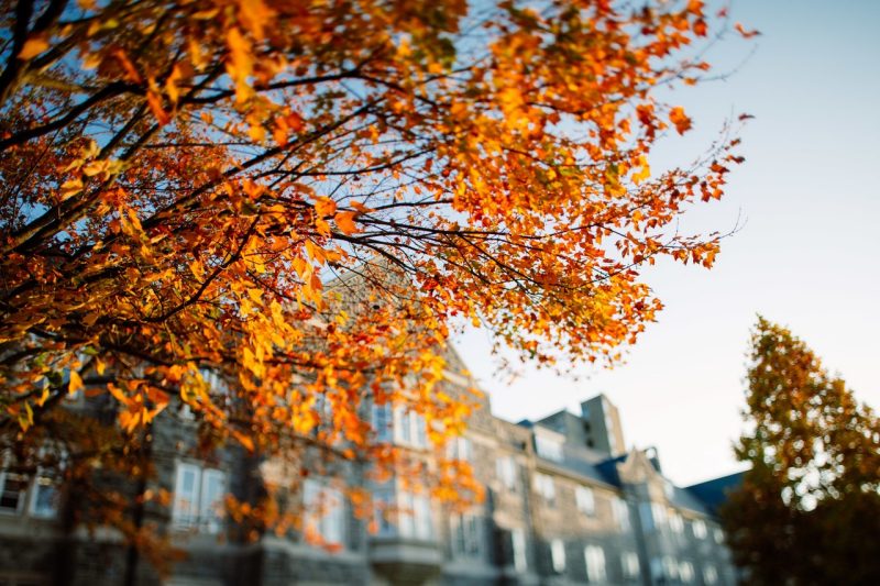 A tree with bright orange leaves in front of a HokieStone building.