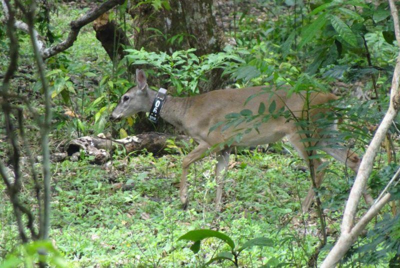 A white-tailed deer wears a collar around its neck as it walks through trees.