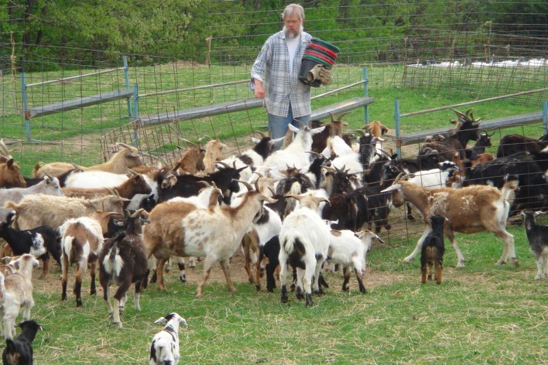 Person feeding a herd of goats.