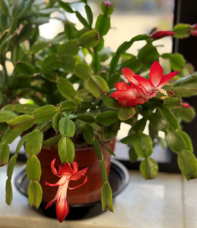 The Thanksgiving cactus (Schlumgera truncata) should be kept moist while flowering, to make its blooms last longer. Photo by Ed Olsen for Virginia Tech.
