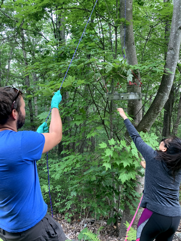 researchers putting samplers in tree canopy