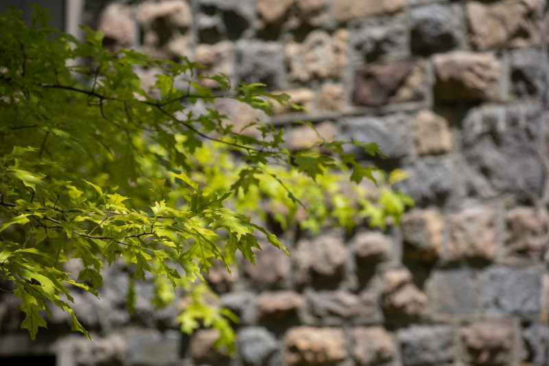 Green leaves on a tree branch in front of a grey Hokie Stone wall
