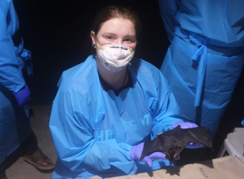 Translational Biology, Medicine, and Health Ph.D. student  Paige Van de Vuurst examines a bat as part of her research field experience.