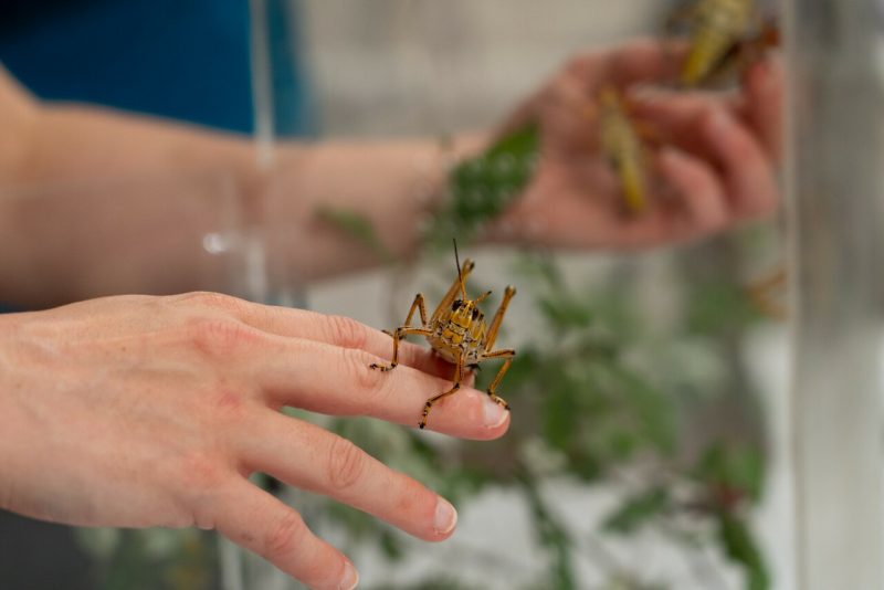A cricket on someone's finger. 